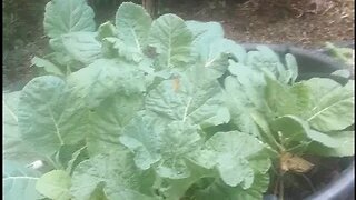 First garden harvest Sept 25 2023