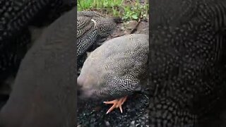 Guinea fowl keet missing part of toe