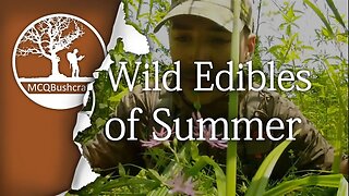 Bushcraft Foraging: Wild Edibles of Summer