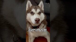 My husky has a dog