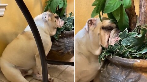 Sitting Bulldog Falls Asleep With Head In Flower Pot