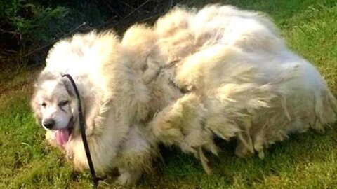 Dog Neglected For Years Finally Gets A Haircut That Uncovers His Real Identity