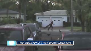 Thief steals peacock from S. Florida home