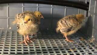 10-Day old Pearl Coturnix Quail