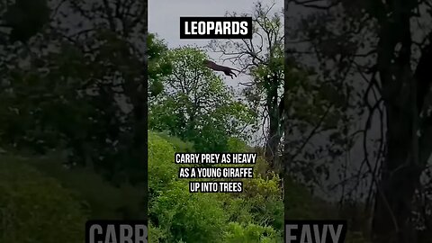 Leopard out climbed monkey! #leopard #shorts #wildlifefacts