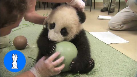 Cute Baby Pandas Playing Compilation - TRY NOT TO LAUGH!