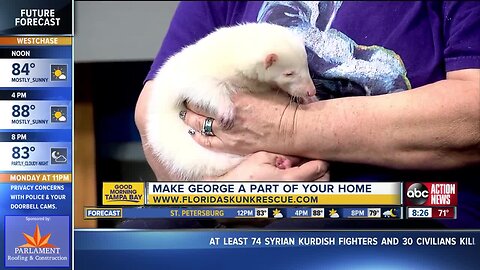 Rescues in Action Oct. 13 | Cuddle up with George