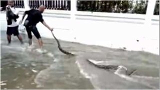 Ce serpent géant surgit pendant des inondations en Thaïlande