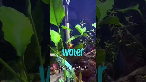 Water is ALIVE - Aquarium Water Change Rule