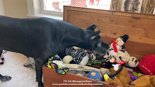 Funny Adopted Great Dane Looks For A Specific Toy In Her Toy Box