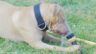 Smart Pit Bull learns how to use garden hose