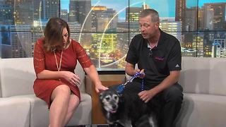 Pet of the Week: Zora