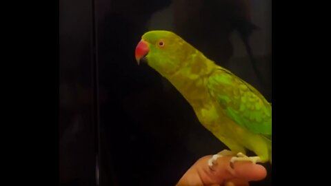 Falling In Love Is Like This ! Kiss Your Parrot And Watch...