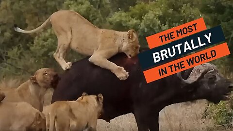 An elephant chases away a group of lions that are attacking a buffalo