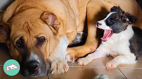 Huge Dog Is Jealous Of Tiny Pup Sister. Now He Babysits Her