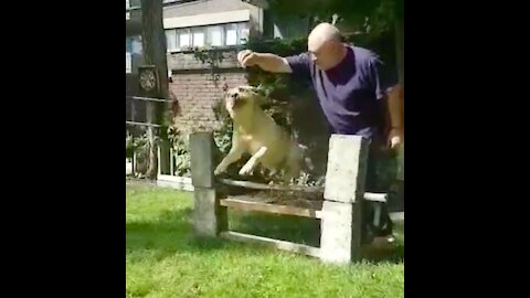 Dog Learns To Jump Over a Tall Hurdle In A Single Bound!
