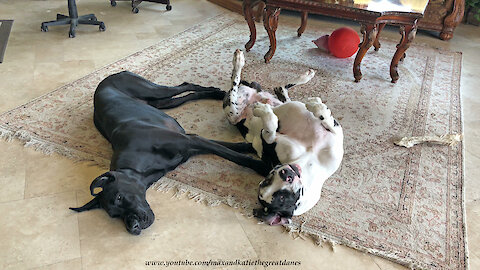 Happy Tail Wagging Upside Down Great Dane Puppy