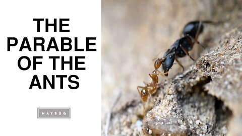 The Parable of the Ants