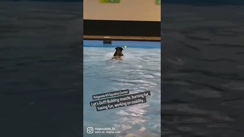 Rottweiler Learning to Retrieve in the Pool. K9 Aquatics Center.
