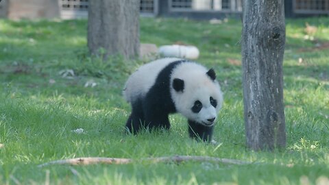#PandaStory: Panda Cub Preschool with Xiao Qi Ji