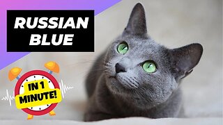 Russian Blue - In 1 Minute! 🐱 One Of The Most Expensive Cats In The World | 1 Minute Animals