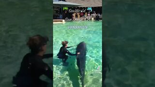 🌴 SeaWorld San Diego, California | Dolphins 🐬
