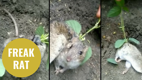 This shocking footage shows a rat with a sapling growing on it’s back