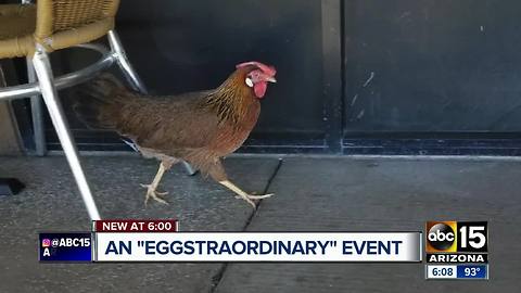 Stray chicken lays egg outside of Phoenix U.S. Egg location