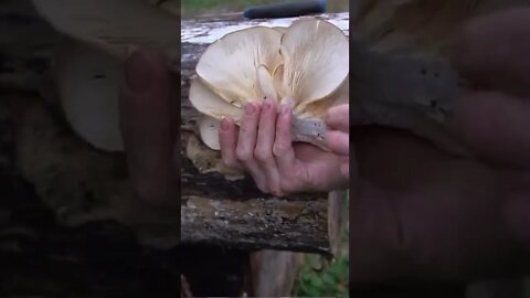 3 Edible Mushrooms You Can Forage in Winter!