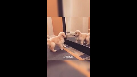 angry puppy and dogs video