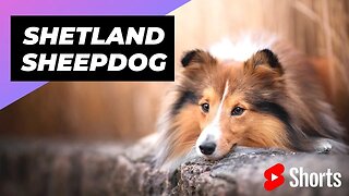 Shetland Sheepdog 🐶 One Of The Most Intelligent Dog Breed In The World #shorts