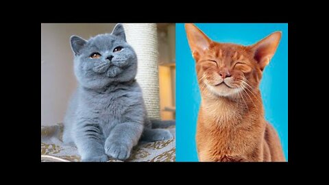 The CUTEST CAT BREEDS In The World 🐱