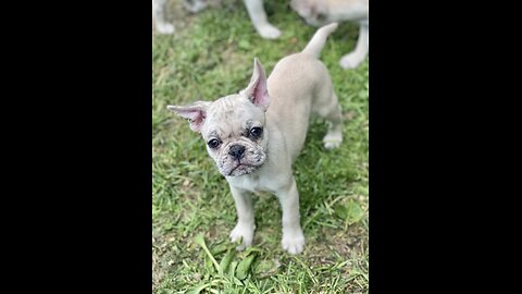 Frug Puppies in Deer Park WA