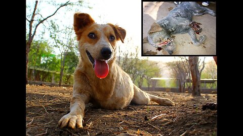 Tony healed & happy! (Street dog in India rescued almost dead.)