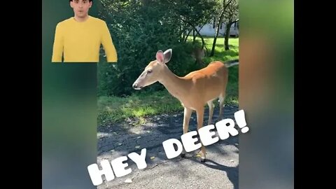 Wild deer gives directions to lost driver! #wildlife #shorts