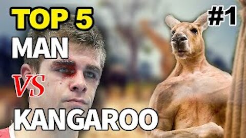 Kangaroo Fights Man | Kangaroo vs Human | Kangaroo Fight