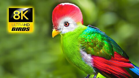 THE WORLD OF BIRDS in 8K ULTRA HD