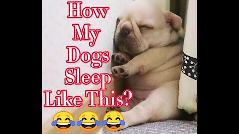 Dogs funny positions when sleeping