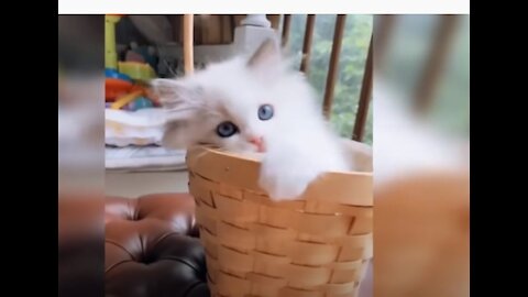 Baby Cats Cute and Funny Cat Videos FANTASTIC ANIMALS