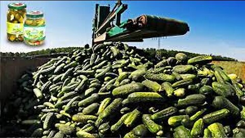 Cucumber harvest machine - How Pickles are made - Cucumber pickles processing factory