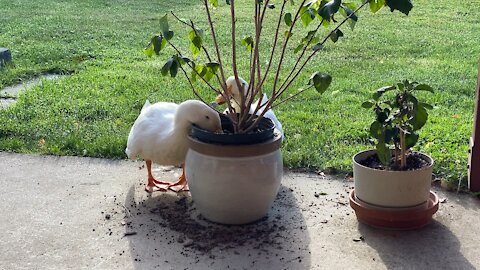 Cute ducks think they are funny taking dirt out of owners planet