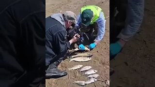 Meanwhile in Russia: Dead 🐟🐟🐟