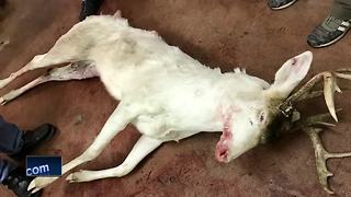 Albino deer accidentally shot in Wisconsin