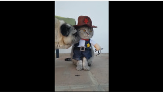 Pug unimpressed with cat's cowboy outfit
