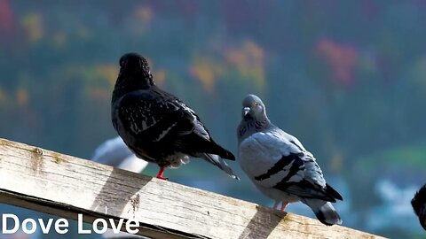 Dove Love (Pop) Download copyright free music | background music | royalty free