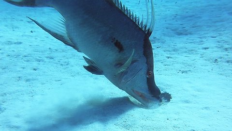 Bizarre hogfish puts on close-up show for scuba divers