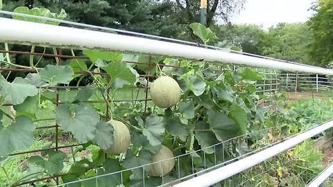 Area gardeners donate thousands of pounds of fresh produce to Harvesters