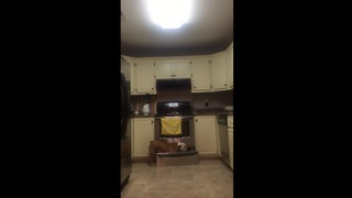 Bulldog can find hidden treats anywhere in the kitchen