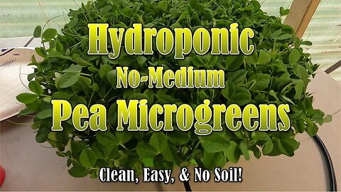 Hydroponic Pea Microgreens Grown in Amazon Trays