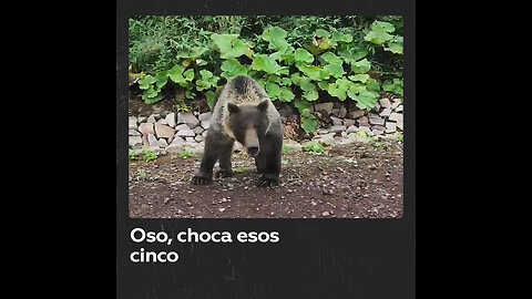 Oso, choca esos cinco